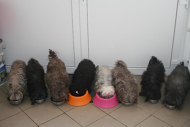 Prinzessinnen und Prinzen am spielen