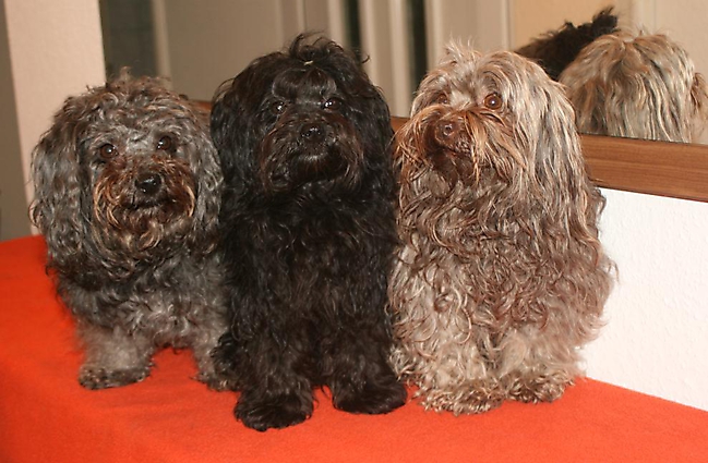 Prinzessinnen und Prinzen am spielen