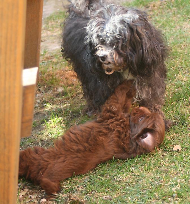 Prinzessinnen und Prinzen am spielen