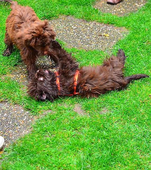 Unsere Bolonka Treffen