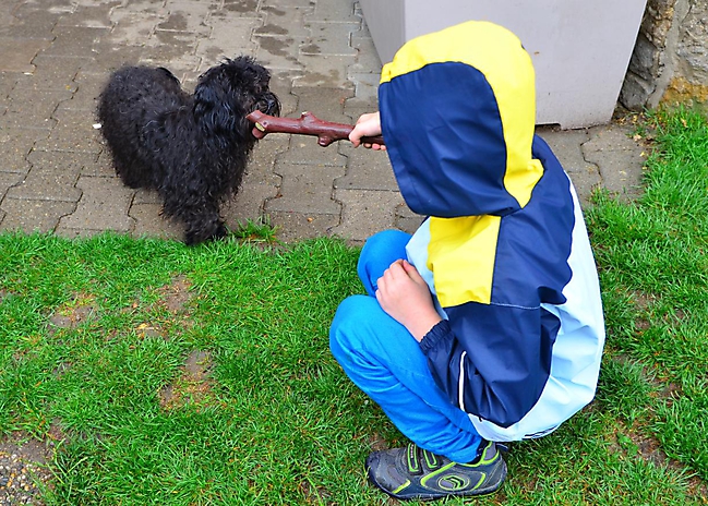 Unsere Bolonka Treffen