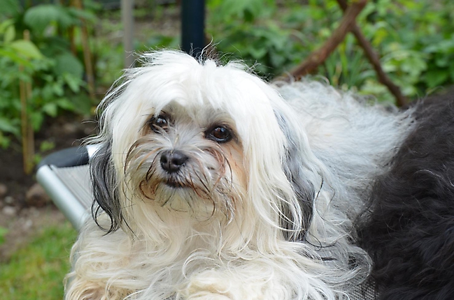 Unsere Bolonka Treffen