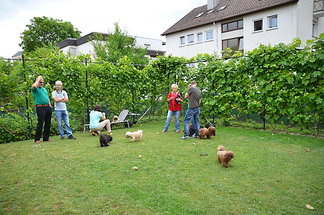 Unsere Bolonka Treffen