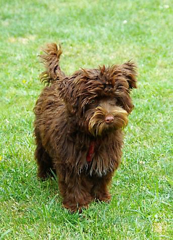 Unsere Bolonka Treffen