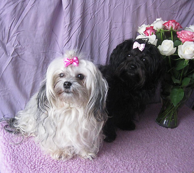 Prinzessinnen und Prinzen am spielen