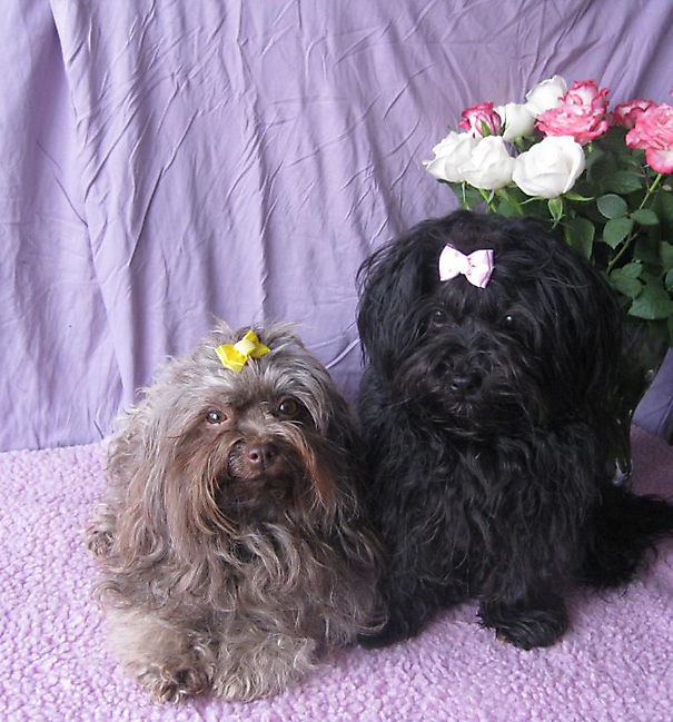 Prinzessinnen und Prinzen am spielen