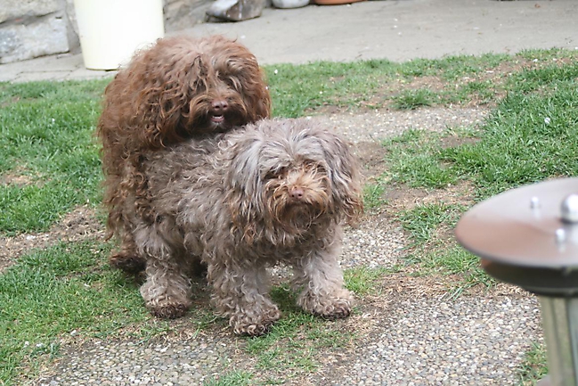 Prinzessinnen und Prinzen am spielen