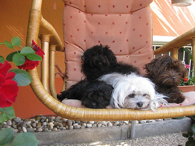 Prinzessinnen und Prinzen am spielen