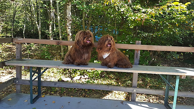 Bolonka Zwetna Treffen 2016