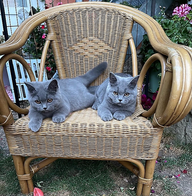 Prinzessinnen und Prinzen am spielen