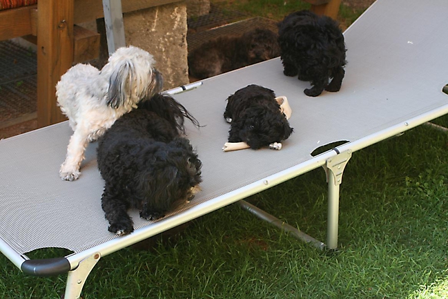 Prinzessinnen und Prinzen am spielen