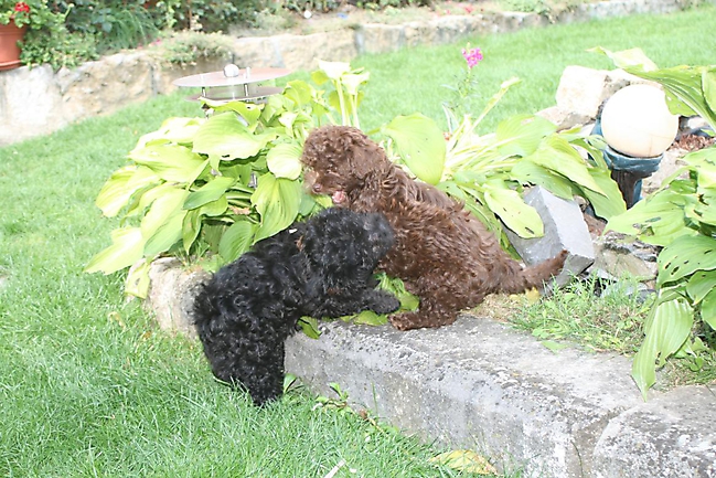 Prinzessinnen und Prinzen am spielen