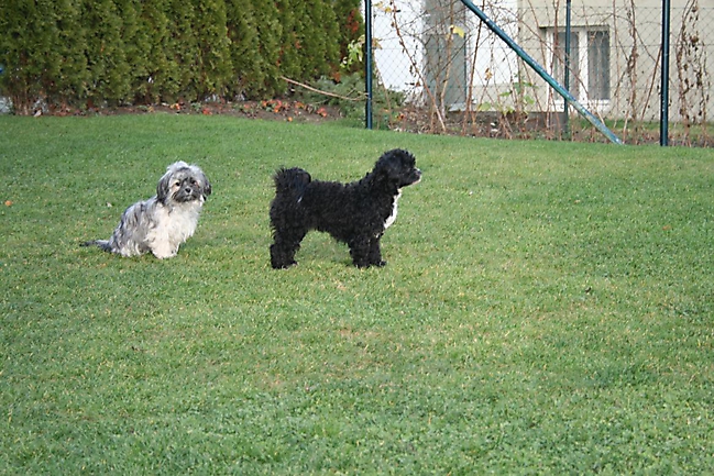 Prinzessinnen und Prinzen am spielen