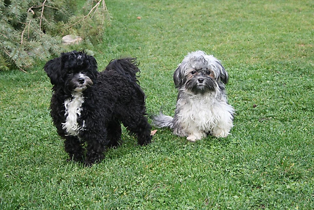 Prinzessinnen und Prinzen am spielen