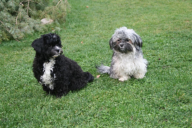 Prinzessinnen und Prinzen am spielen