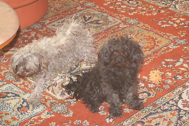 Prinzessinnen und Prinzen am spielen