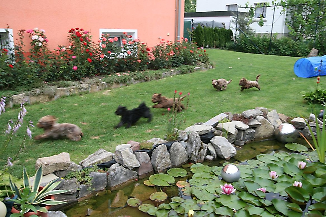 Unsere Bolonka Treffen