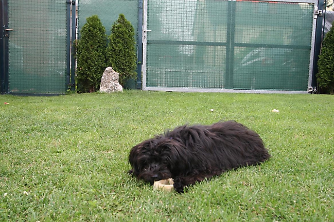 Unsere Bolonka Treffen