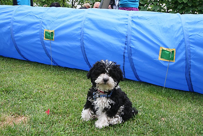 Unsere Bolonka Treffen