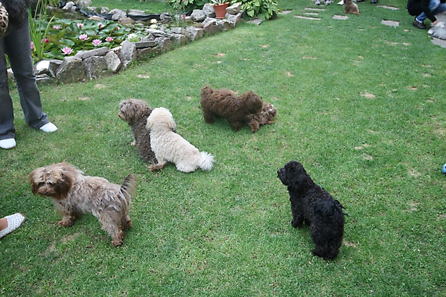 Unsere Bolonka Treffen 