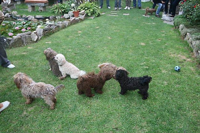 Unsere Bolonka Treffen 