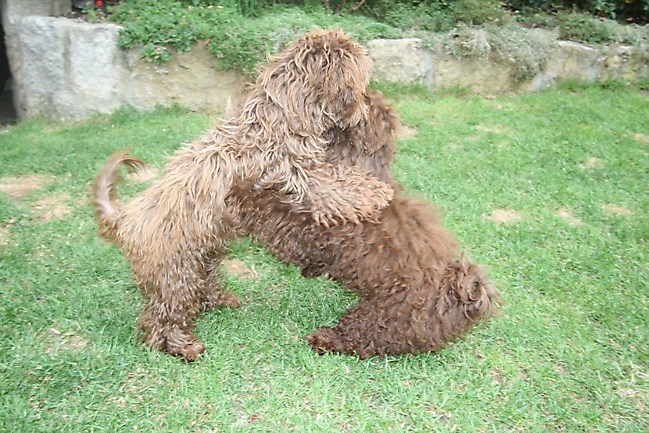Unsere Bolonka Treffen 