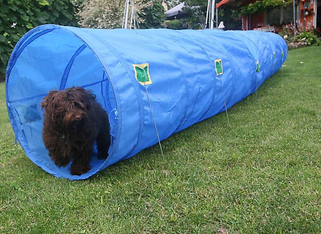 Unsere Bolonka Treffen 