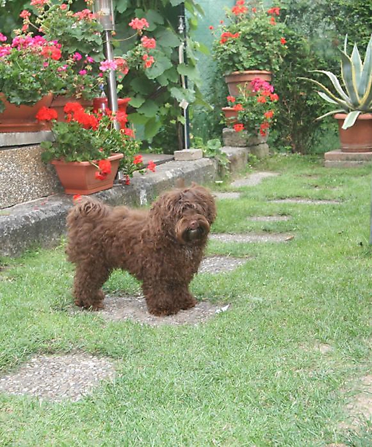 Unsere Bolonka Treffen 