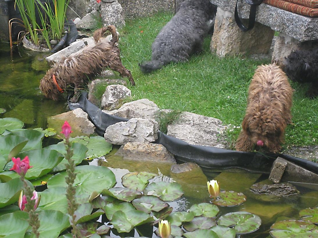 Unsere Bolonka Treffen 