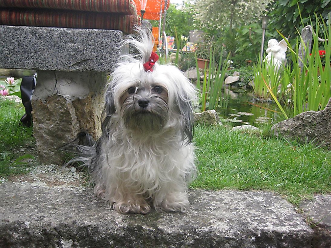 Unsere Bolonka Treffen 