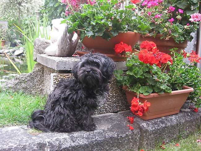 Unsere Bolonka Treffen 