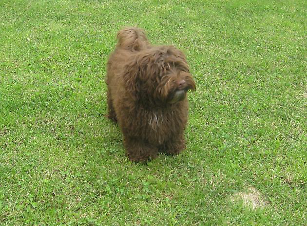 Unsere Bolonka Treffen 