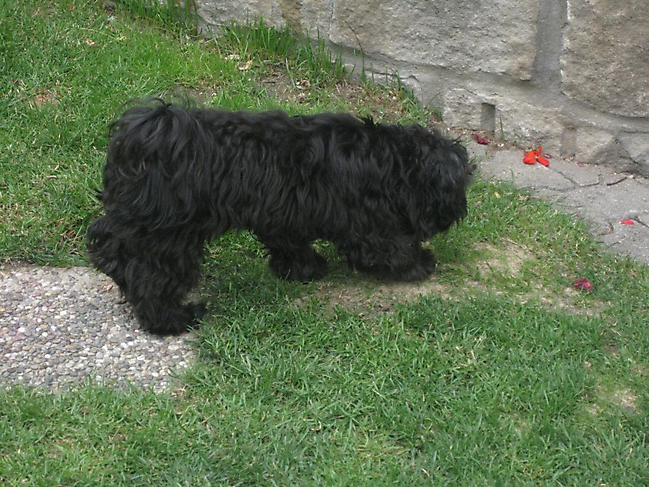 Unsere Bolonka Treffen 