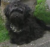 Unsere Bolonka Treffen 