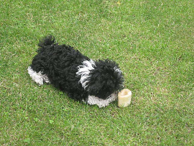 Unsere Bolonka Treffen 