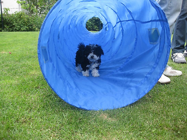 Unsere Bolonka Treffen 