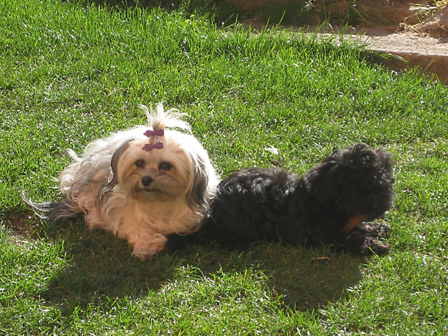 Prinzessinnen und Prinzen am spielen