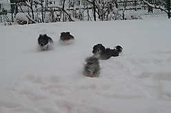 Prinzessinnen und Prinzen am spielen