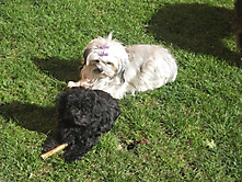 Prinzessinnen und Prinzen am spielen