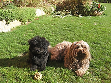 Prinzessinnen und Prinzen am spielen