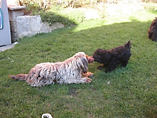 Prinzessinnen und Prinzen am spielen