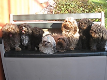 Prinzessinnen und Prinzen am spielen