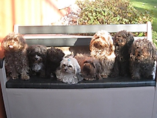 Prinzessinnen und Prinzen am spielen