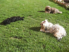 Prinzessinnen und Prinzen am spielen