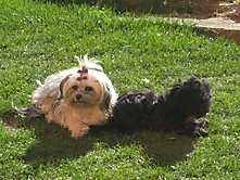 Prinzessinnen und Prinzen am spielen