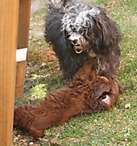 Prinzessinnen und Prinzen am spielen