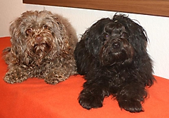 Prinzessinnen und Prinzen am spielen