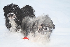 Prinzessinnen und Prinzen am spielen