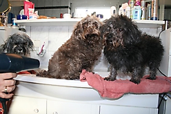 Prinzessinnen und Prinzen am spielen