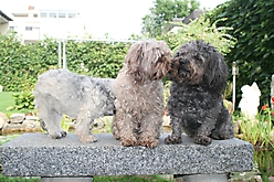 Prinzessinnen und Prinzen am spielen